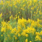 多くの差別的見地について