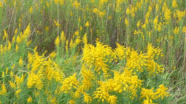 多くの差別的見地について