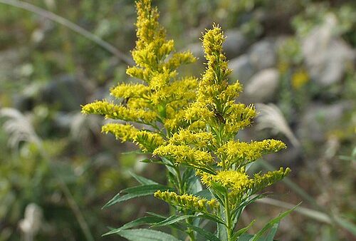 命日ーーセイタカアワダチソウ（ワタル）