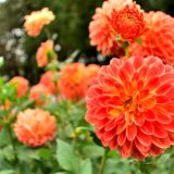 【1-5】インフォーマル・ケア